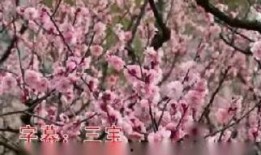 花斗在线观看,在线重温古典武侠传奇